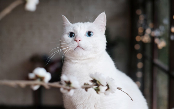 808d79635a9989f8c6af9b3ec9c6569 副本.png